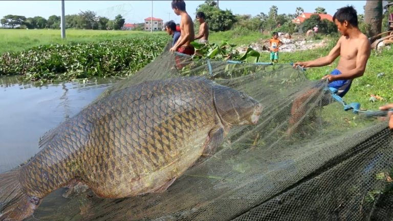 big-fish-seo-at-offthegridit