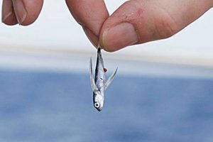 small fish SEO